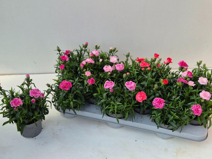 <h4>DIAN OSC GEM</h4>