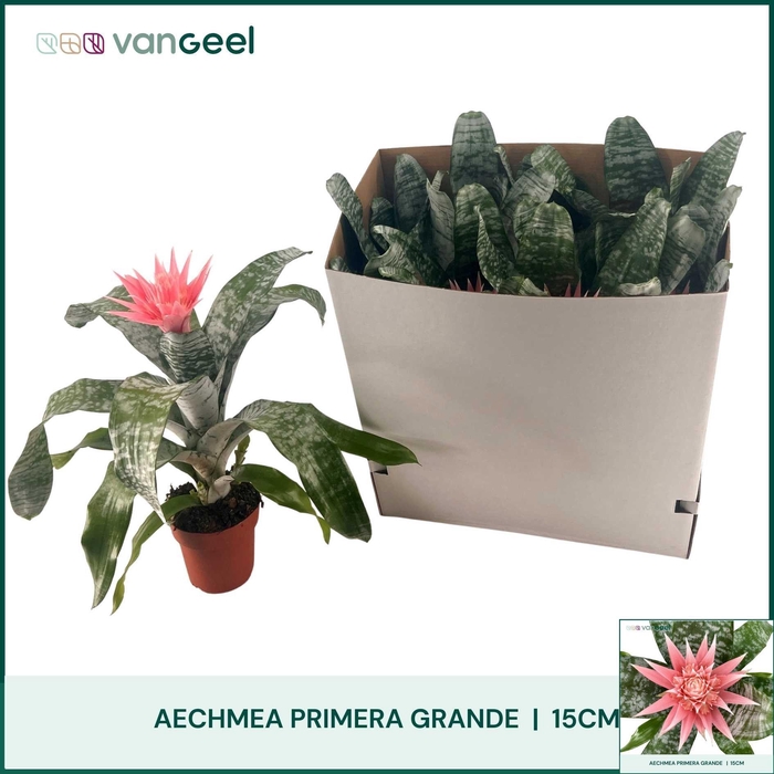 <h4>AECH FAS PRIMERA</h4>