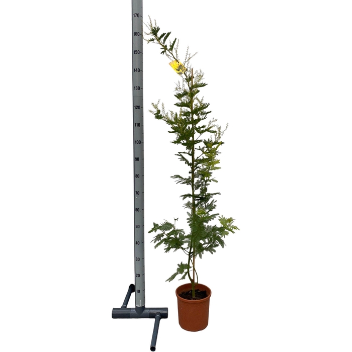 <h4>ACACIA PARADOXA</h4>