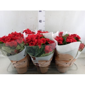 Begonia elat. DU 'Baladin'