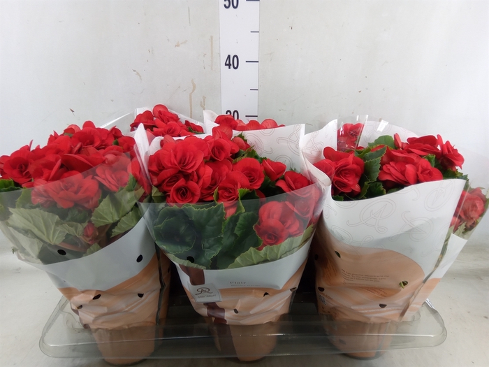 <h4>Begonia elat. DU 'Baladin'</h4>