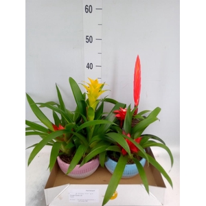 Arr.  Bromelia H%