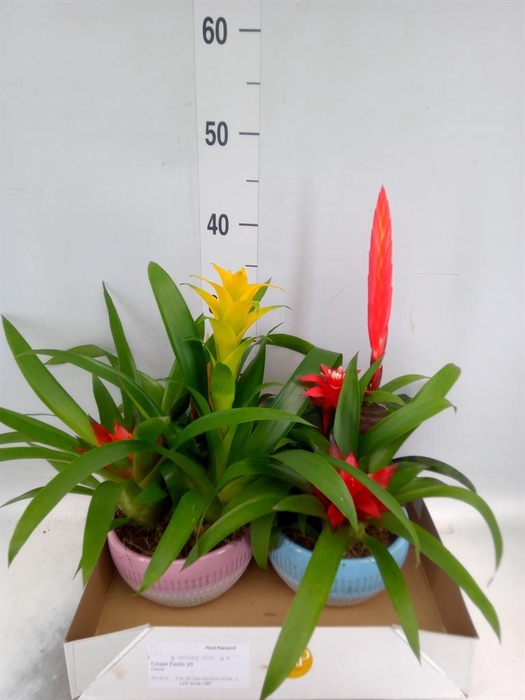 <h4>Arr. Bromelia H%</h4>