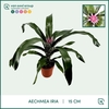 Aechmea   ...mix