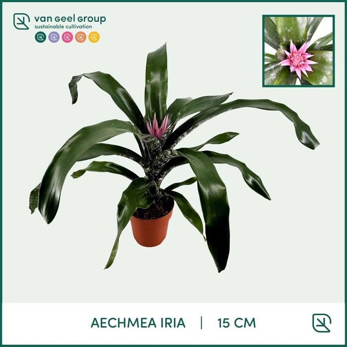 <h4>Aechmea   ...mix</h4>