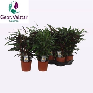 Calathea mix 17Ø 55cm