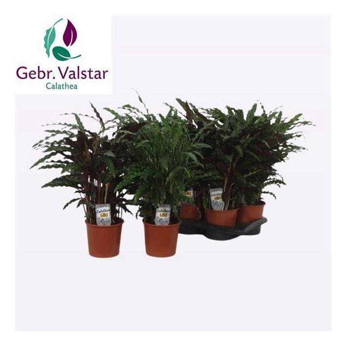 <h4>Calathea mix 17Ø 55cm</h4>