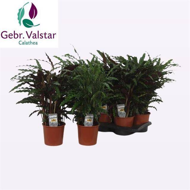 Calathea mix 17Ø 55cm