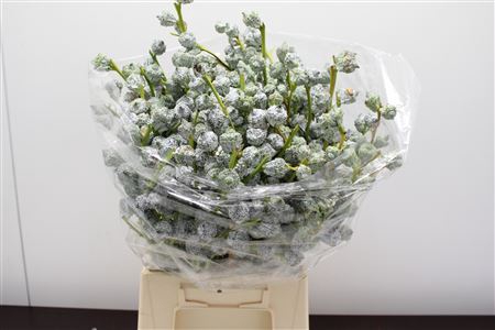 <h4>Eucaboule 250 Gr</h4>