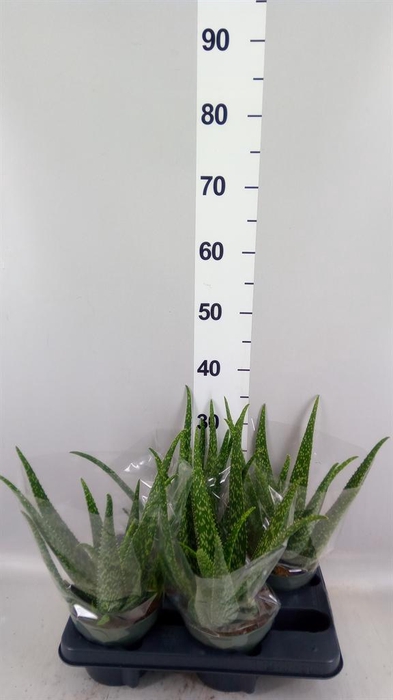 <h4>Aloe vera</h4>