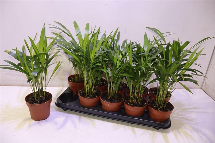 <h4>Dypsis Lutescens</h4>