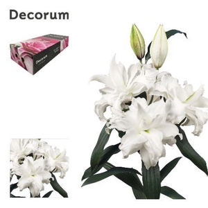 LI ROSELILY ANGELA 5+ XL Decorum Box
