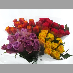 BQ Mono Rozen x10 mix 50cm