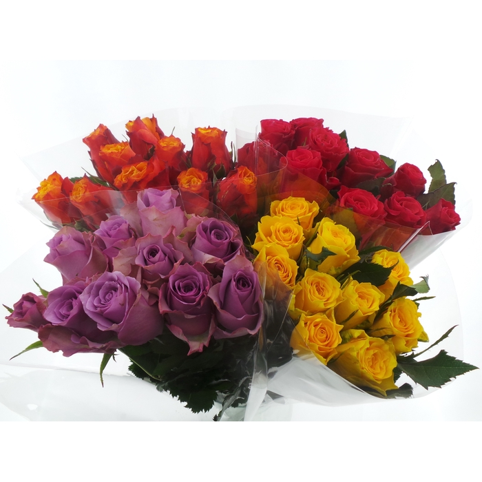 <h4>BQ Mono Rozen x10 mix 50cm</h4>
