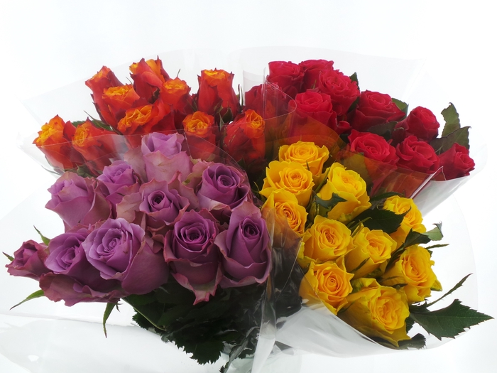 <h4>BQ Mono Rozen x10 mix 50cm</h4>