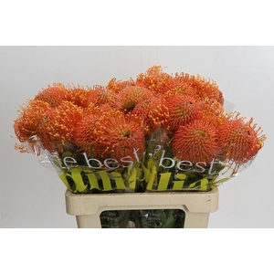 LEUCO AYOBA ORA ZEST