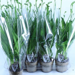 Freesia Suzy 13Ø 60cm