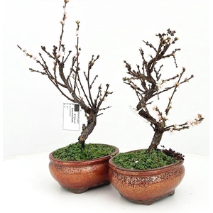 Prunus tomentosa, pot 15cm.