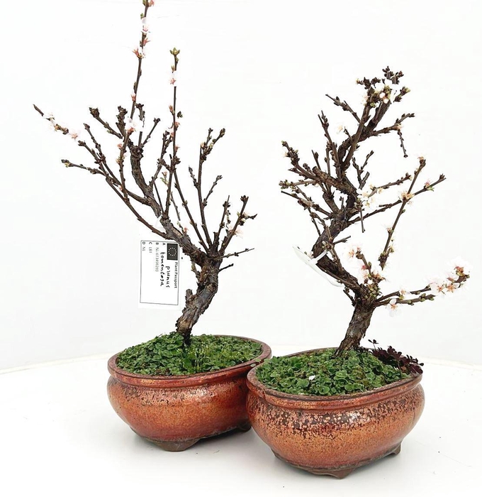 <h4>Prunus tomentosa, pot 15cm.</h4>