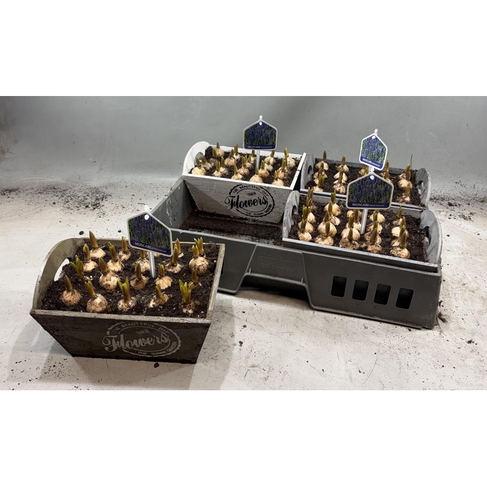 <h4>ARR MUSCARI</h4>