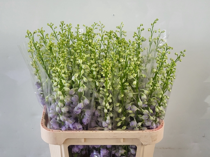 <h4>Delph Aurora Lavender EHM Vis</h4>