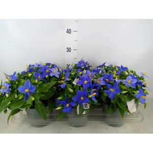 Exacum trinervium 'Sapphire'