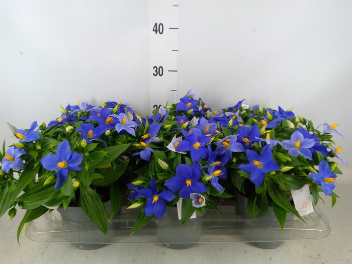 <h4>Exacum trinervium 'Sapphire'</h4>