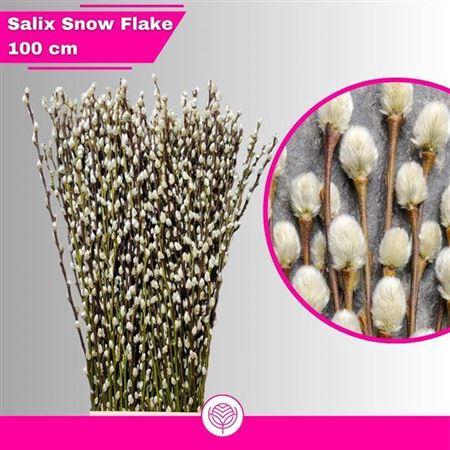 <h4>T Salix Ca Snow Flake 100cm</h4>