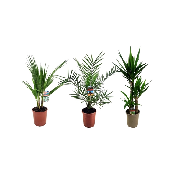<h4>Palm mix</h4>