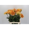 Dahlia Striped Vulcan