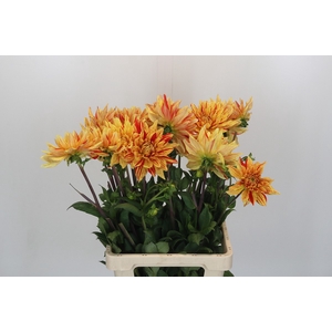 Dahlia Striped Vulcan
