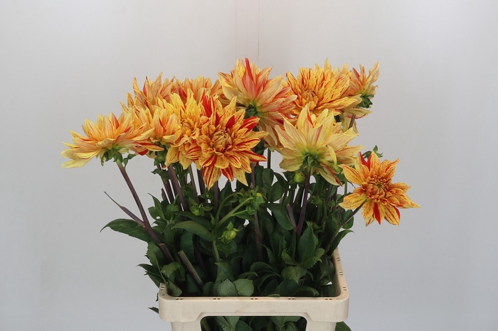 <h4>Dahlia Striped Vulcan</h4>