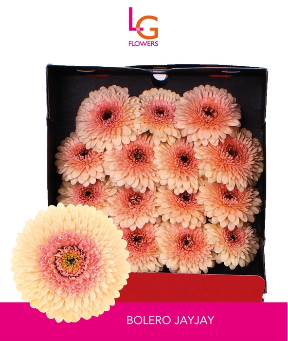 Germini Pomponi Jayjay Diamond