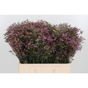 Limonium Crystal Pink