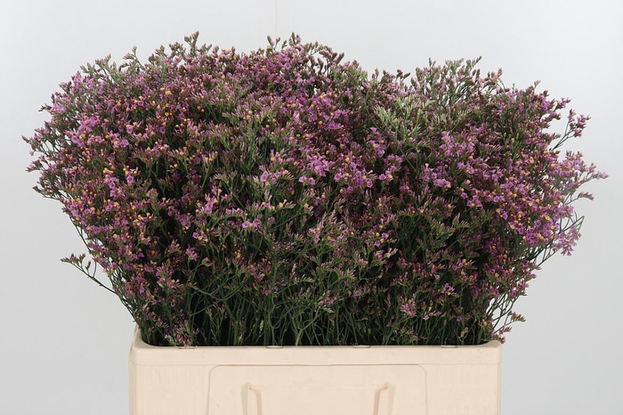 <h4>Limonium Crystal Pink</h4>