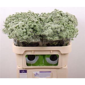 Ammi Visnaga Casablanca White