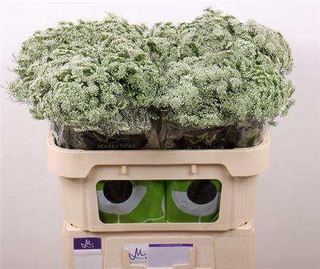 <h4>Ammi Visnaga Casablanca White</h4>
