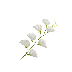 Lathyrus White