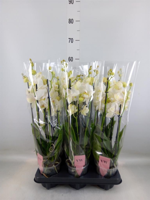 <h4>Phalaenopsis  'Ant Inverness'</h4>