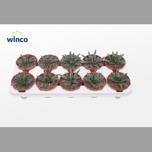 AGAV VICTORIAE-REGIN