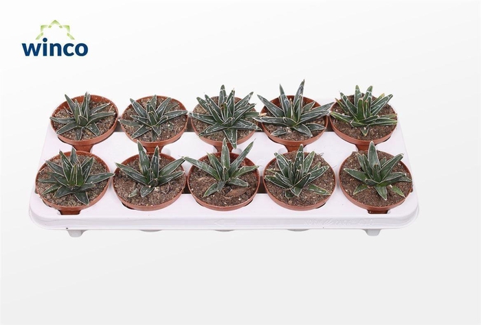 AGAV VICTORIAE-REGIN