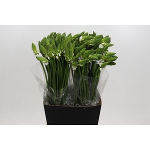 ORNITHOGALUM THYRSOIDES