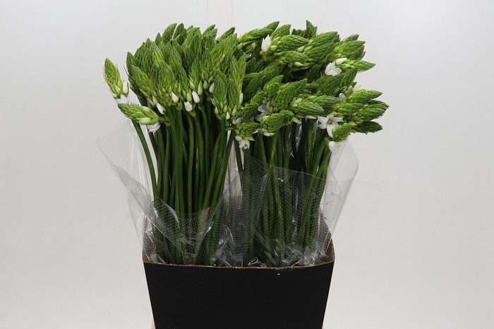 <h4>ORNITHOGALUM THYRSOIDES</h4>