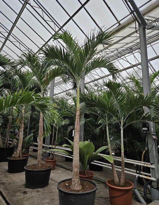 <h4>Veitchia merrillii</h4>