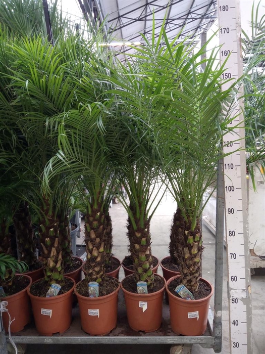 <h4>Phoenix roebelenii</h4>