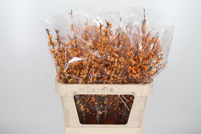 <h4>Ilex Golden Verboom</h4>