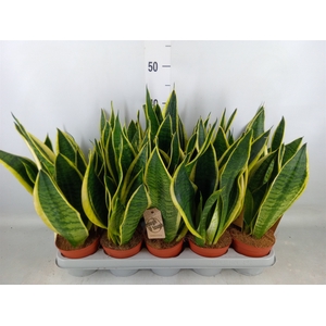 Sansevieria trifa. 'Futura Superba'