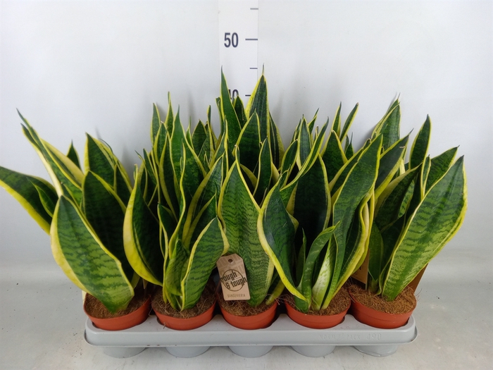 <h4>Sansevieria trifa. 'Futura Superba'</h4>