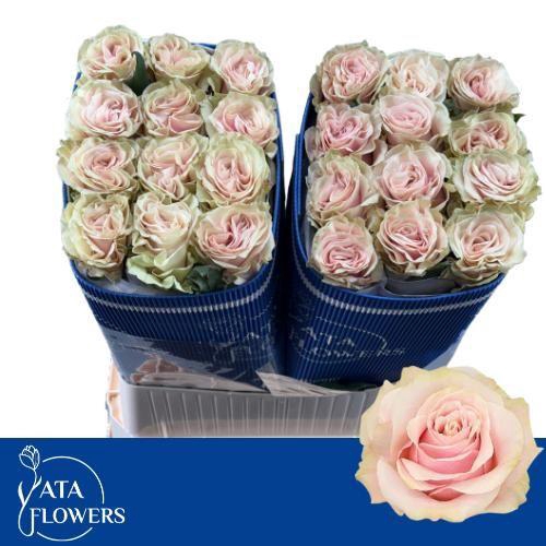 <h4>R Gr Pink Mondial</h4>