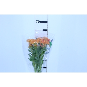 CELOSIA CRISTATA ORANGE QUEEN 060 CM LARANJA